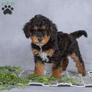 Smokey, Miniature Poodle Puppy